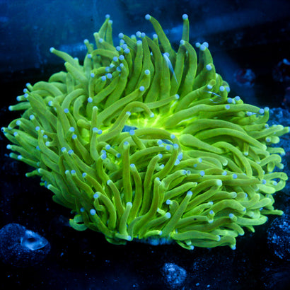 JC Helio Fungia (XL)