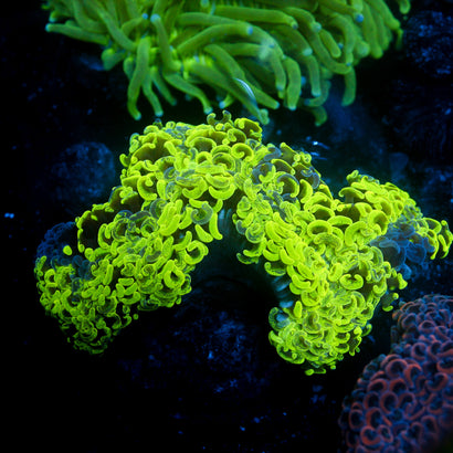 JC Ultra Splatter Wall Hammer