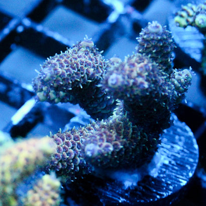 JC Purple Majestic