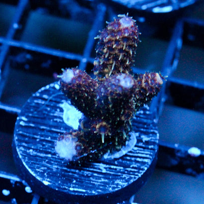 JC Purple Glint