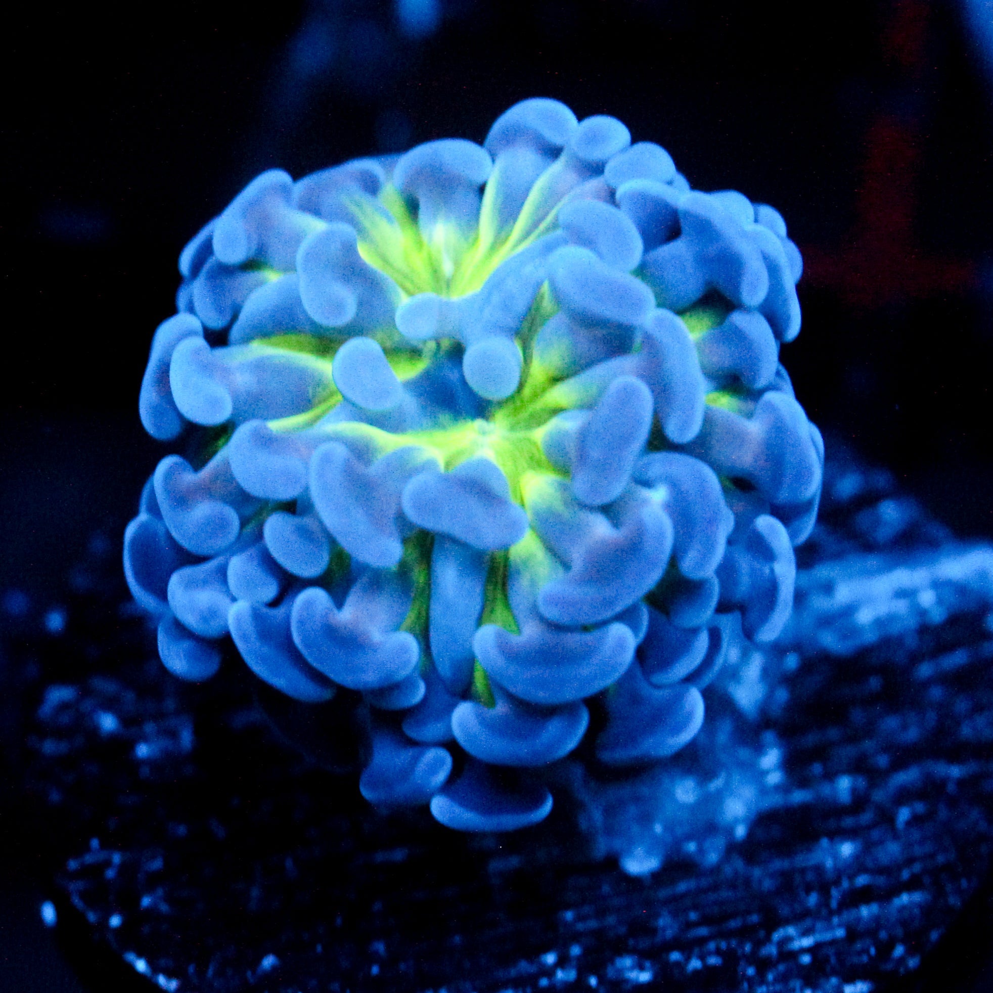 JC Bright Burst Hammer