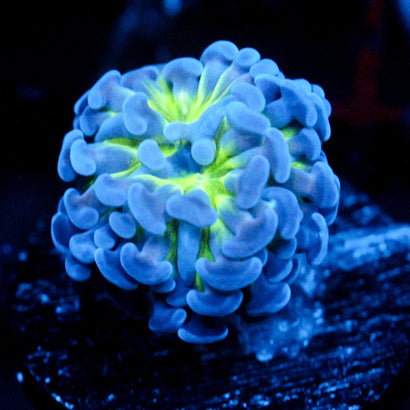 JC Bright Burst Hammer