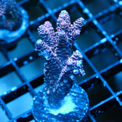JC Pink Flux