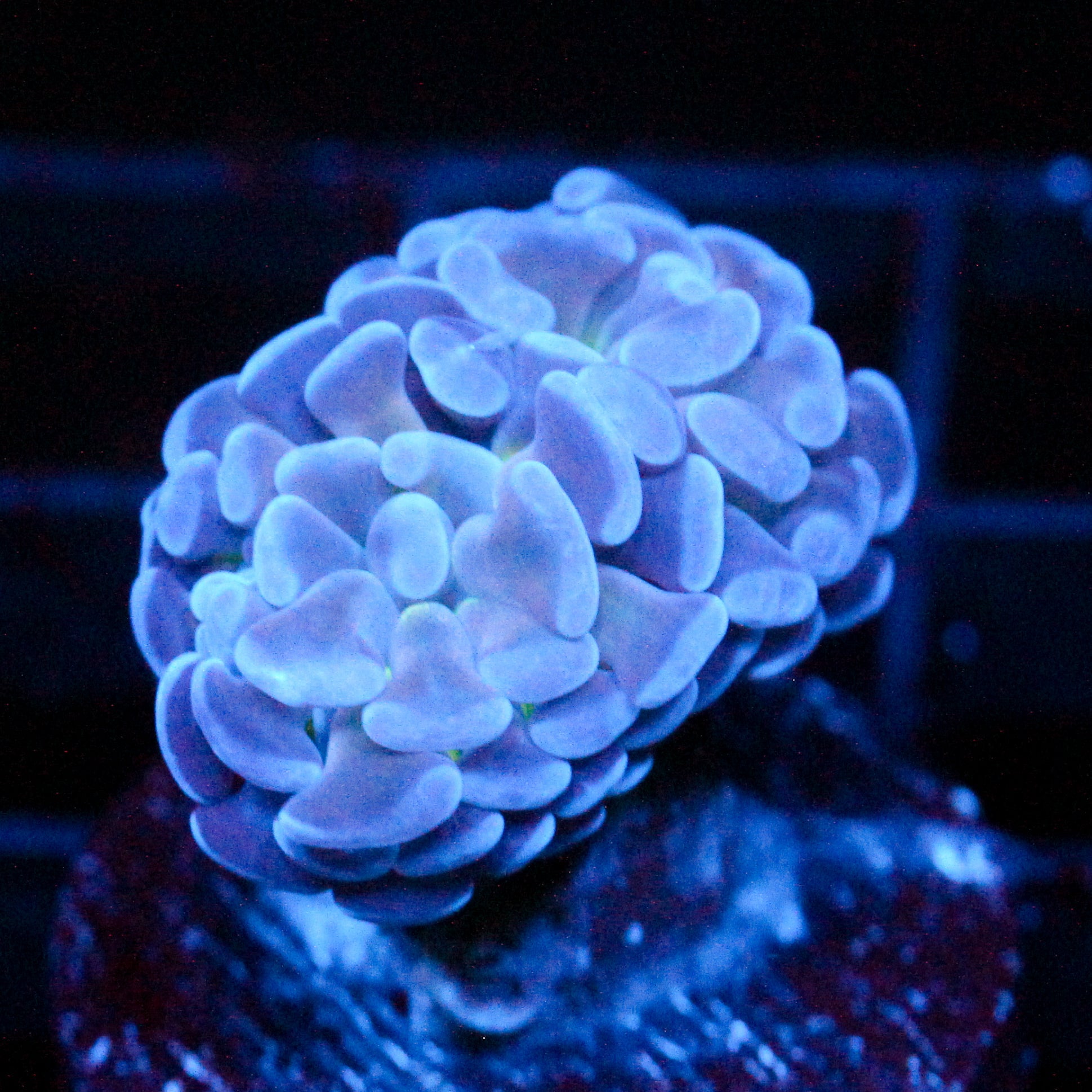 JC Blue Burst Hammer