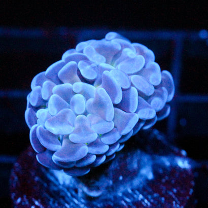 JC Blue Burst Hammer