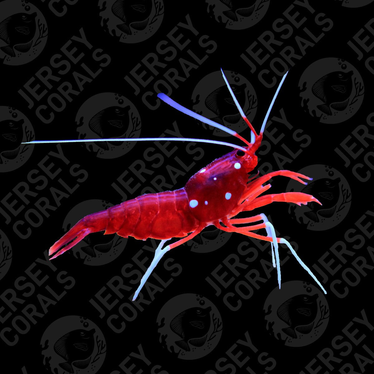 Blood Shrimp