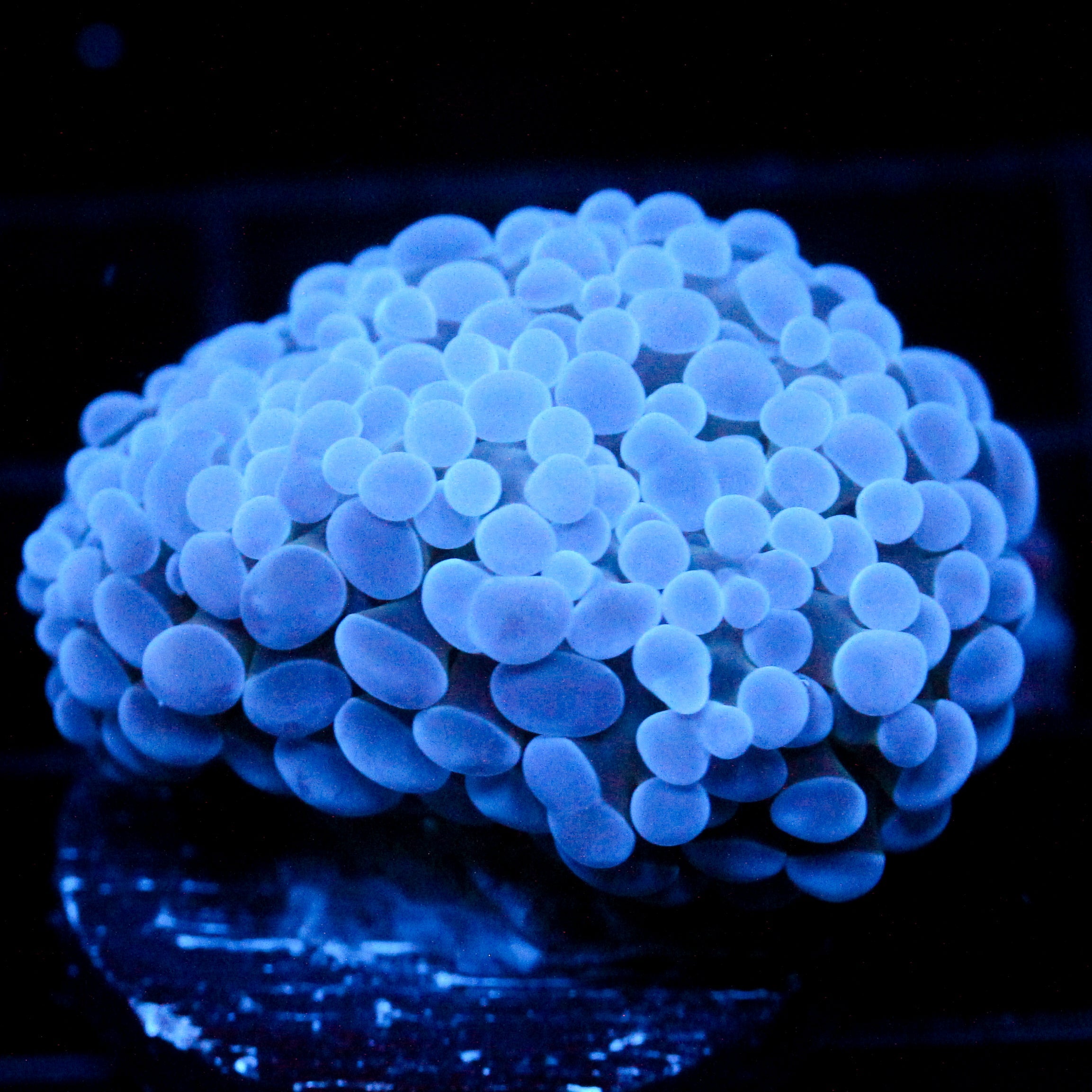 JC Blue Bubbles Frammer