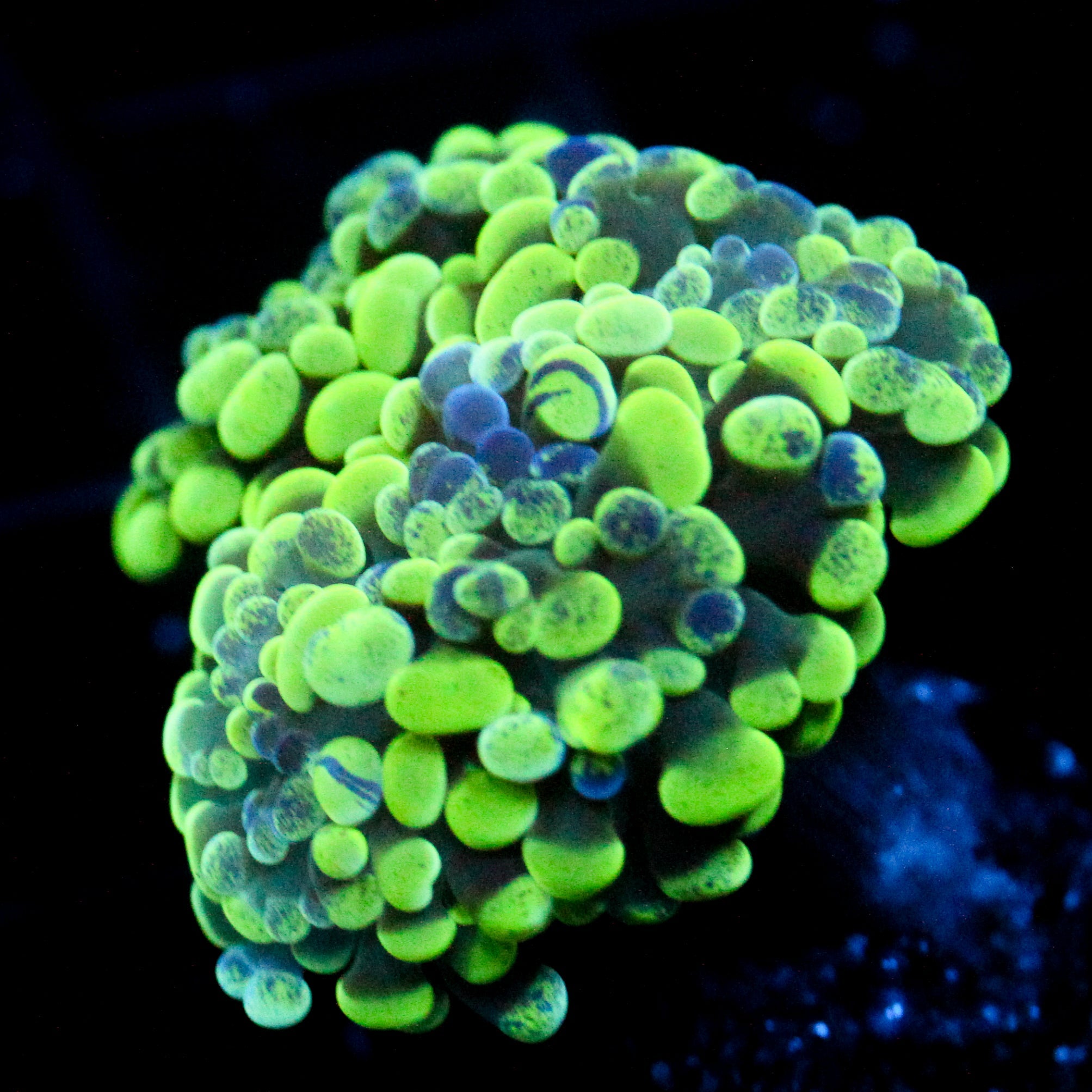 JC Neon Green Splatter Hammer