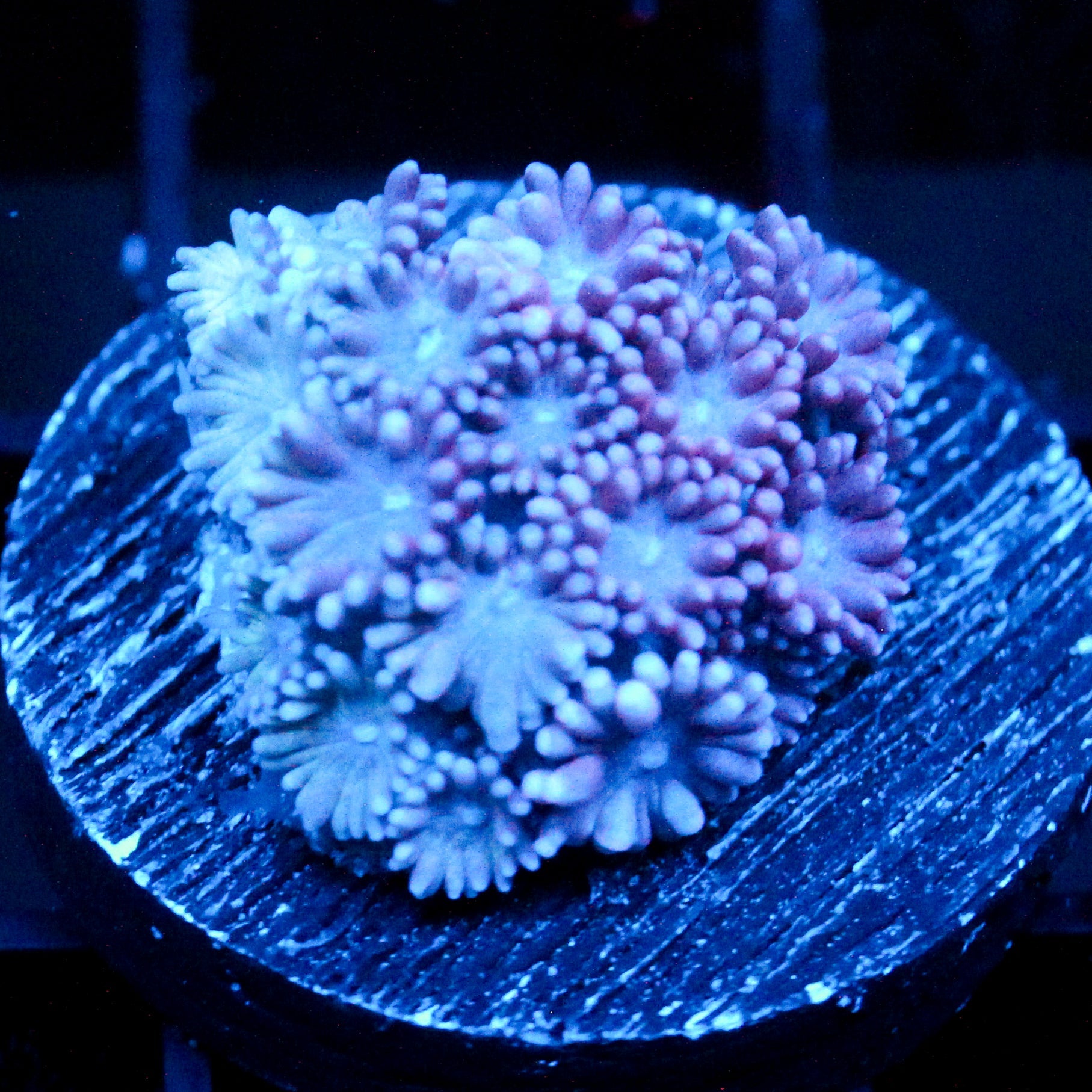 JC Purple Petals