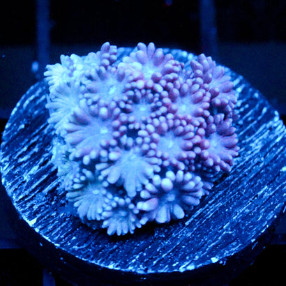 JC Purple Petals