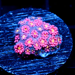 JC Pink Rose Goni (1/3)