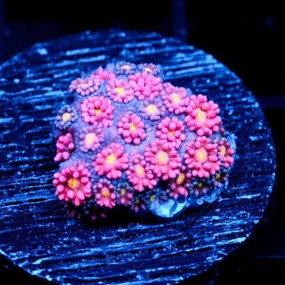 JC Pink Rose Goni (1/3)
