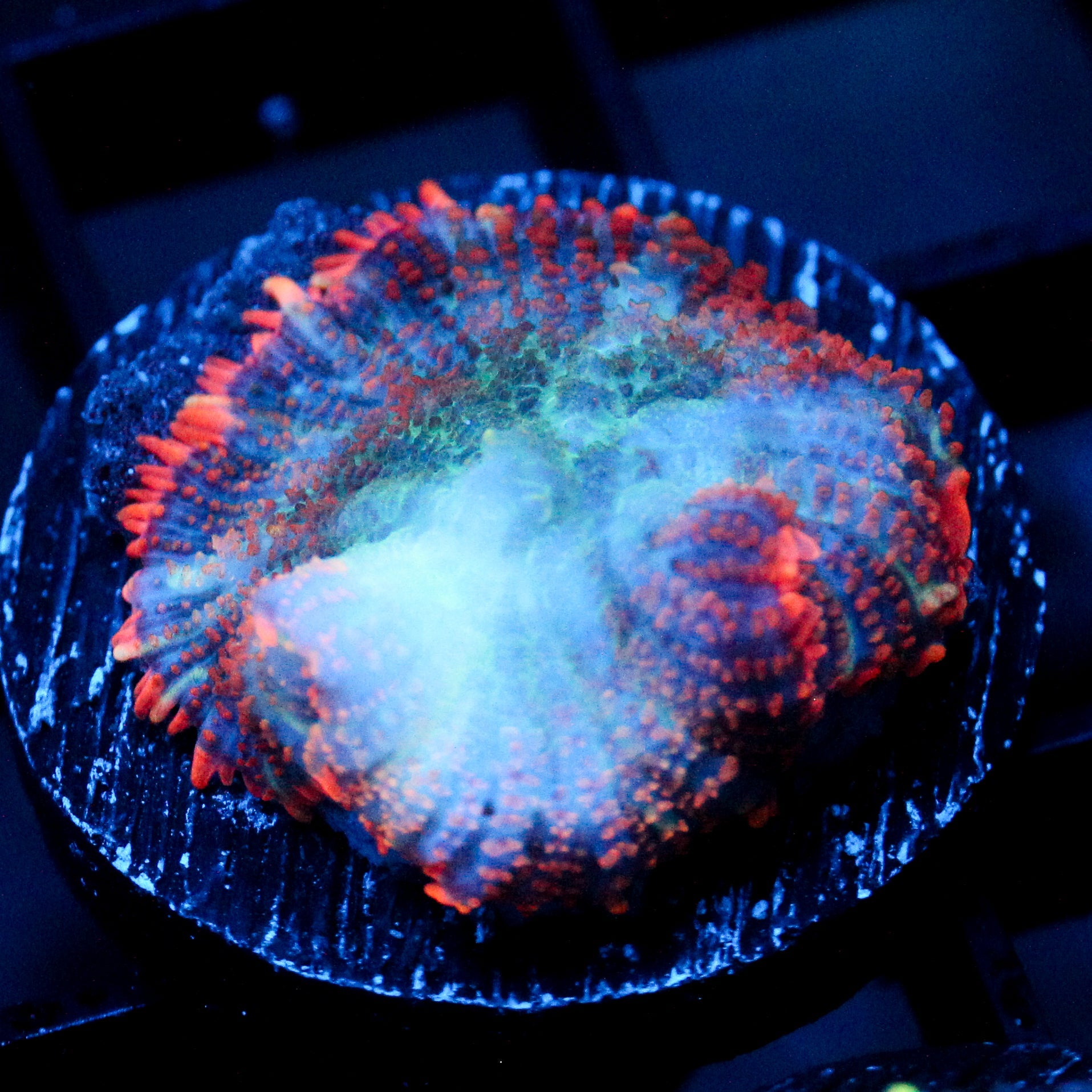 JC Big Chill Rhodactis
