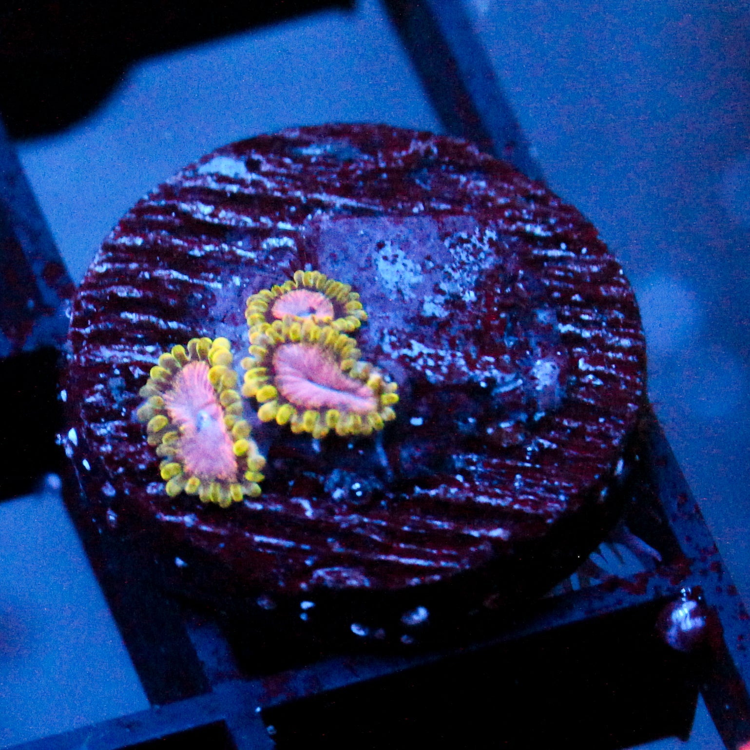 JC Purple Monster Zoanthid