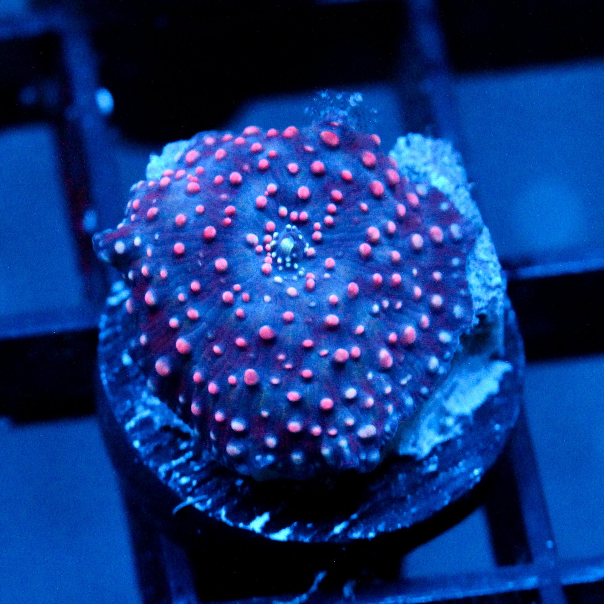 JC Pink Pimple Discosoma