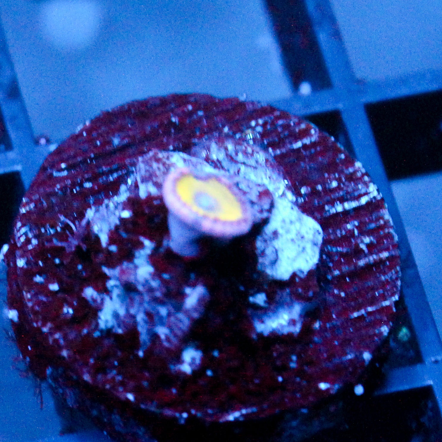 JC Flower Fall Zoanthid