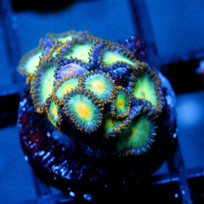 JC Saturn Zoanthid