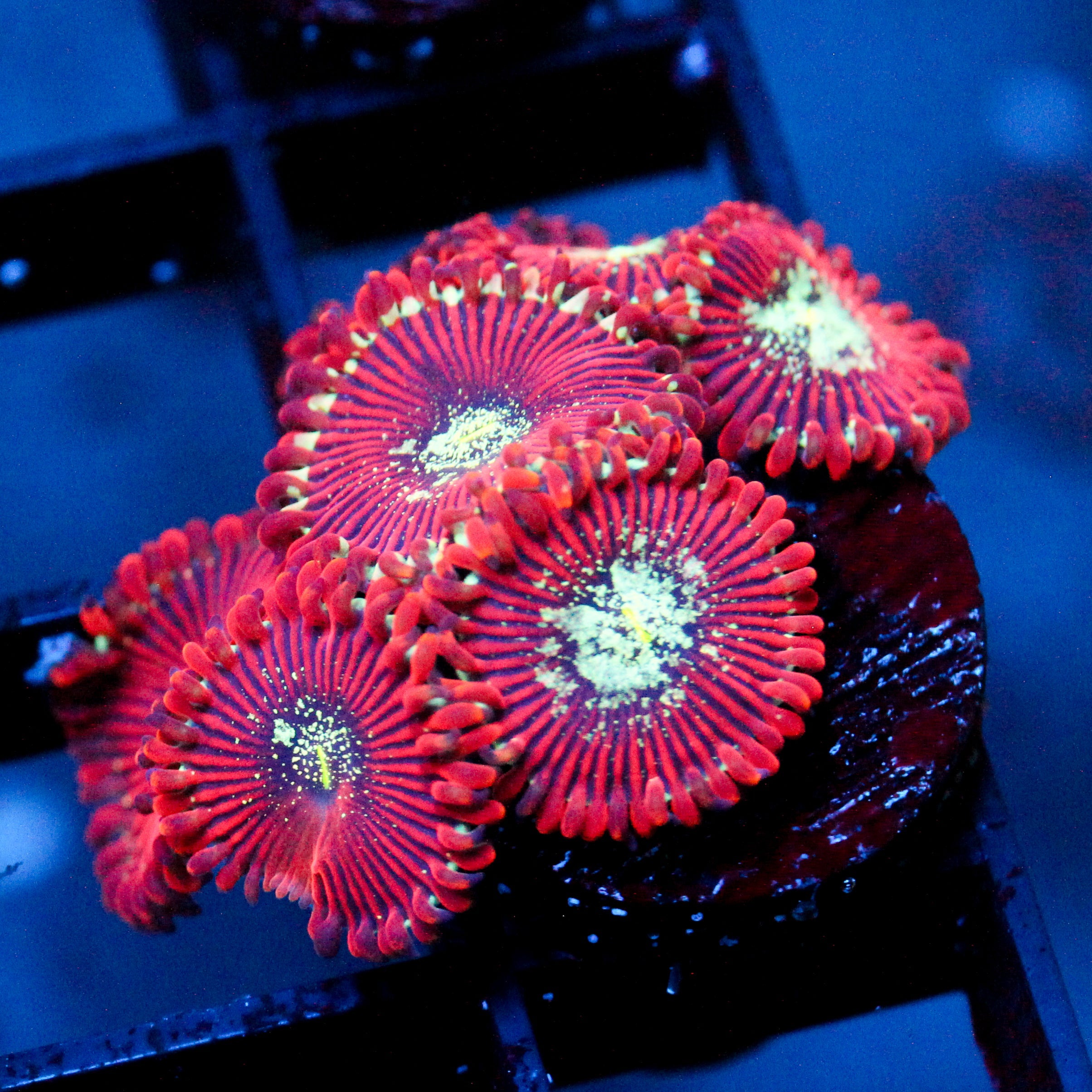 JC Magician's Zoanthid
