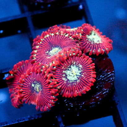 JC Magician's Zoanthid