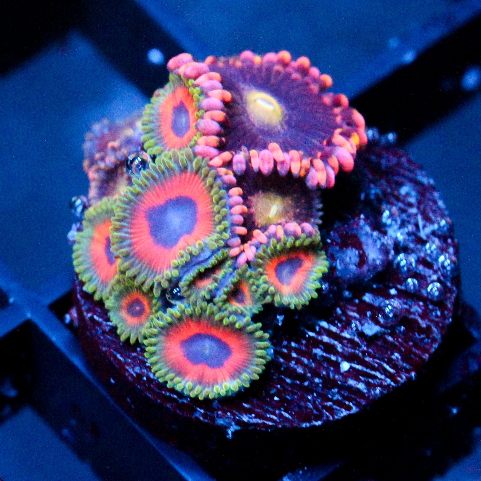 JF Fairytale+ Bozo's Birthday Zoanthids