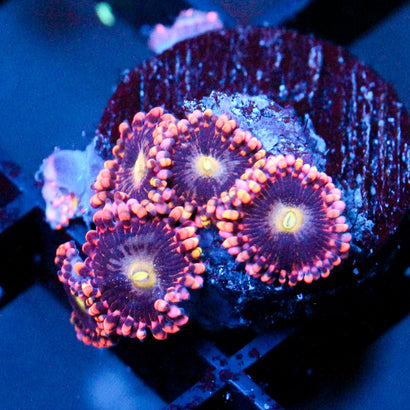 JC Bozos Birthday Zoanthid