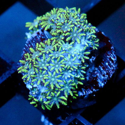 JC Sympodium Coral