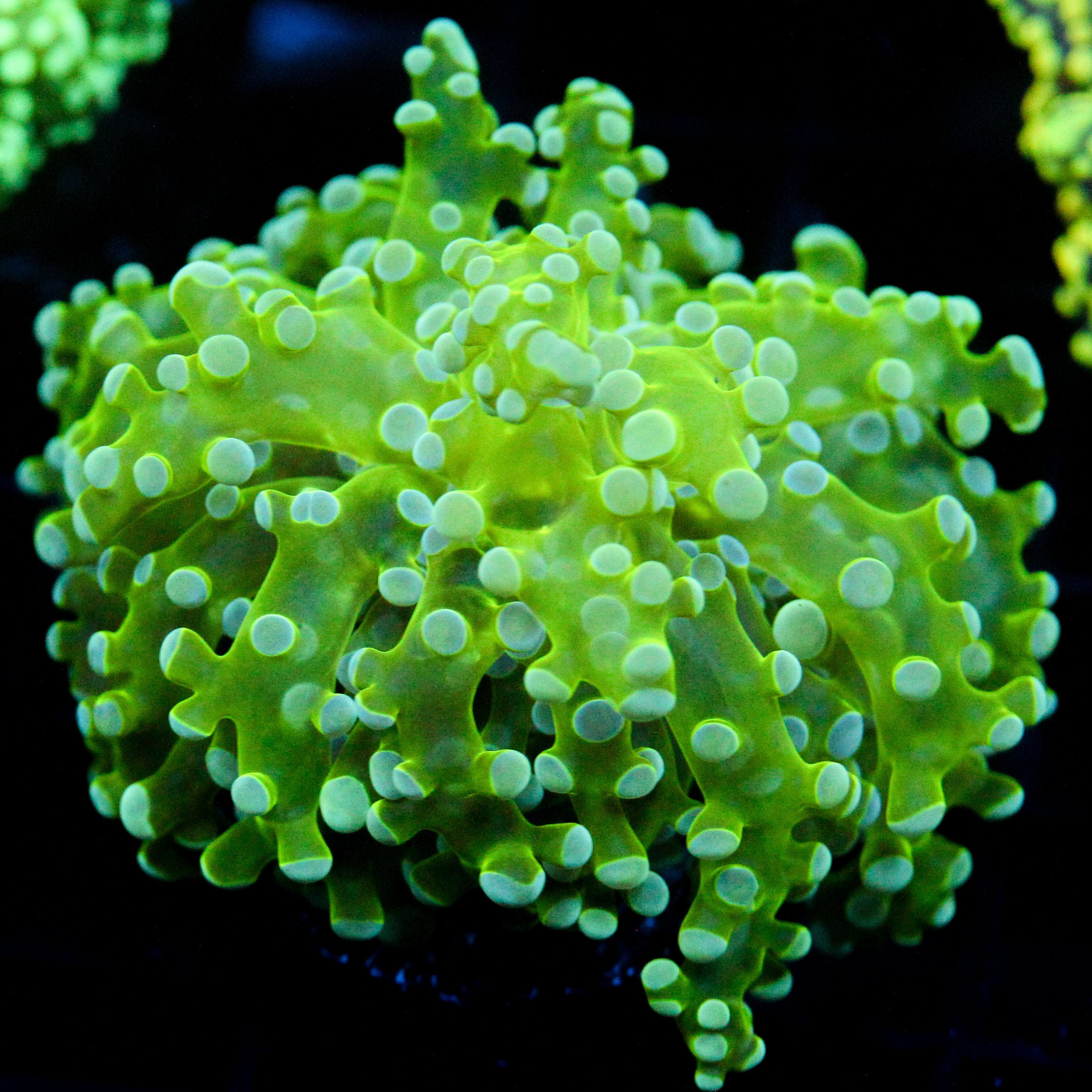 JC Ectoplasm Octo