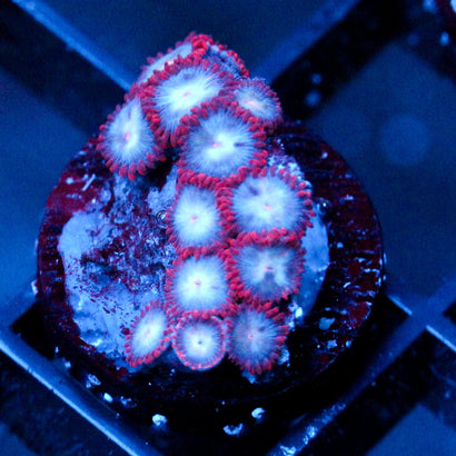 JC Molten Sulfer Zoanthid