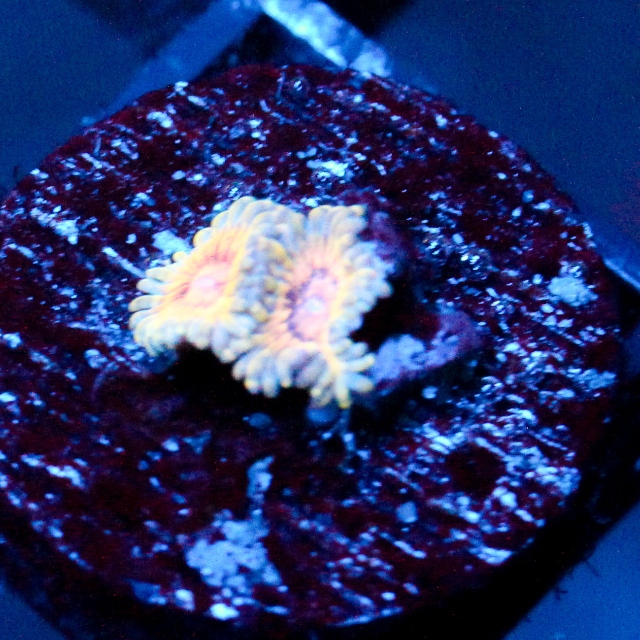 JC Oceanside Zoanthid
