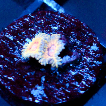 JC Oceanside Zoanthid