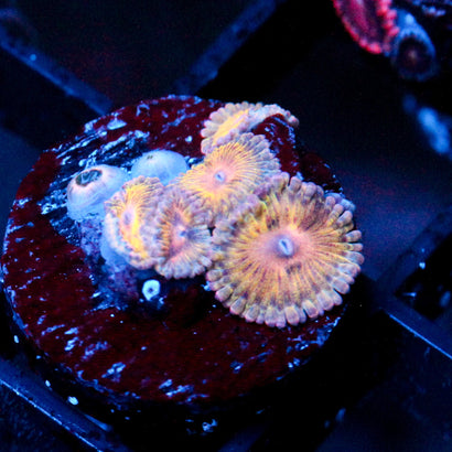 JC Golden Globe Zoanthids