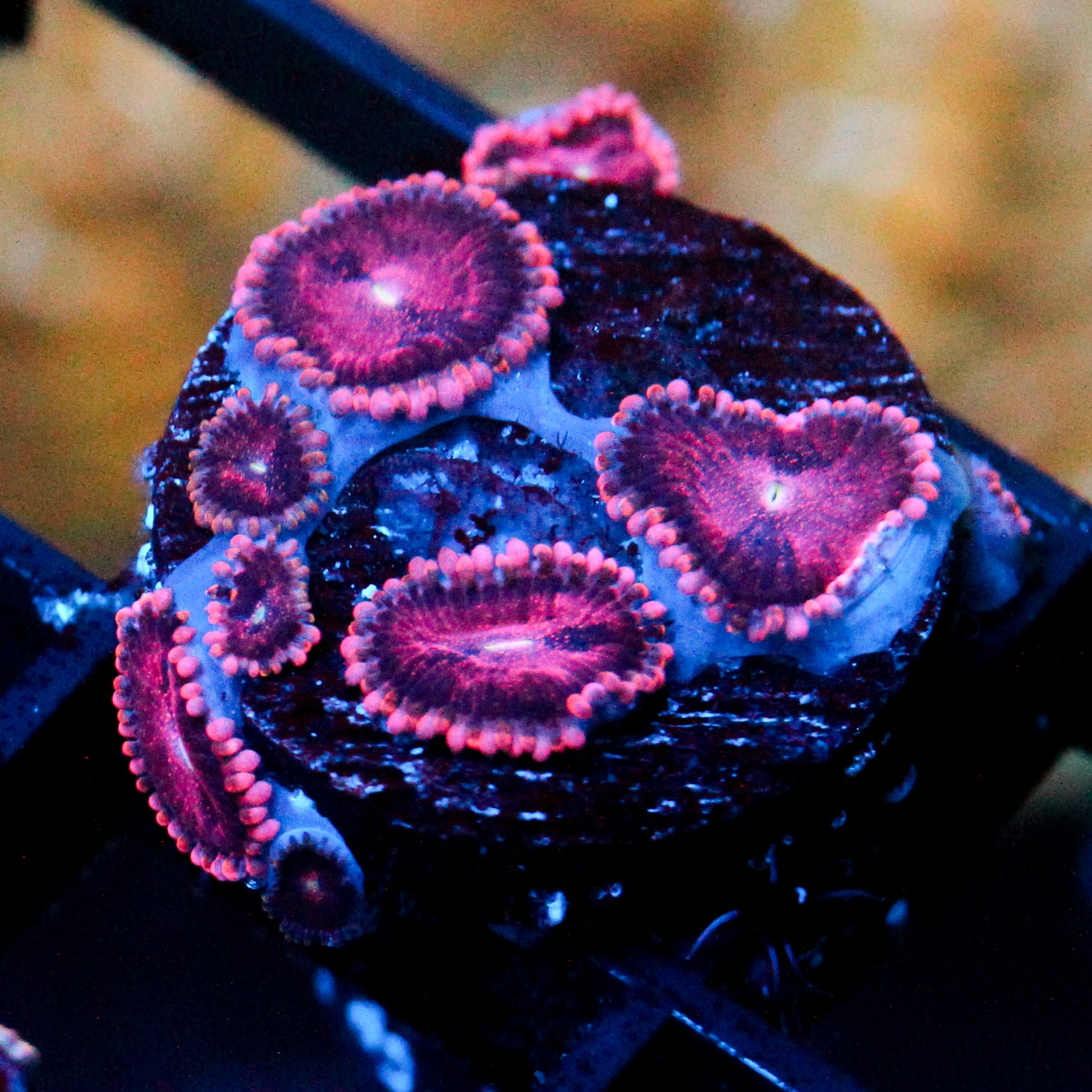 JC Purple Empress Zoanthid