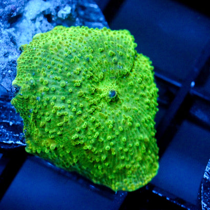 JC Uranium Ore Discosoma