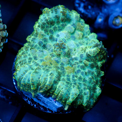 JC Grinch Hide Rhodactis