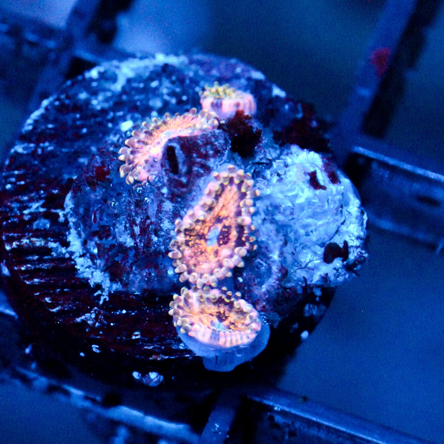 JC Neptunes Bounty Zoanthid
