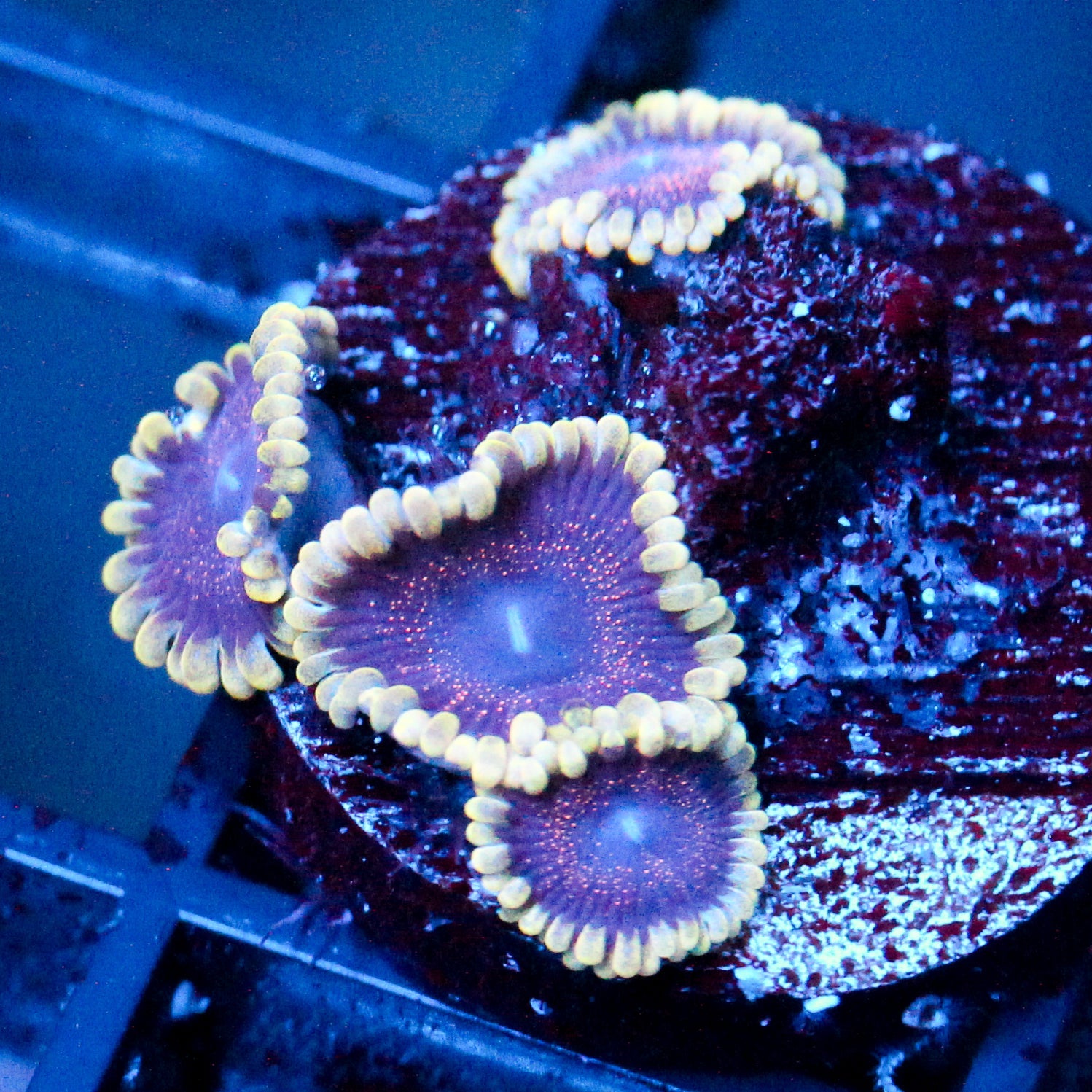 JC Permafrost Zoanthid