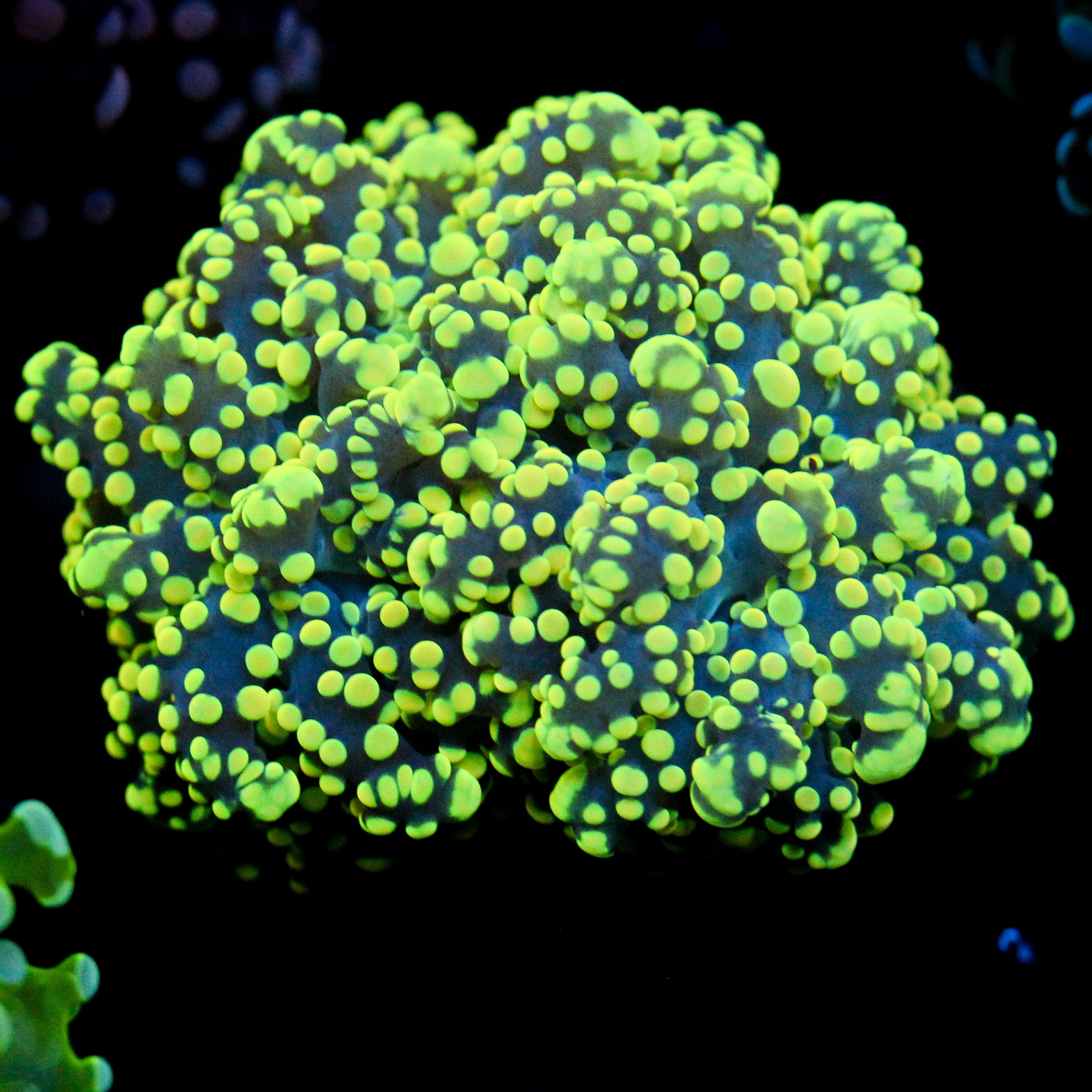 JC Neon Green Octo
