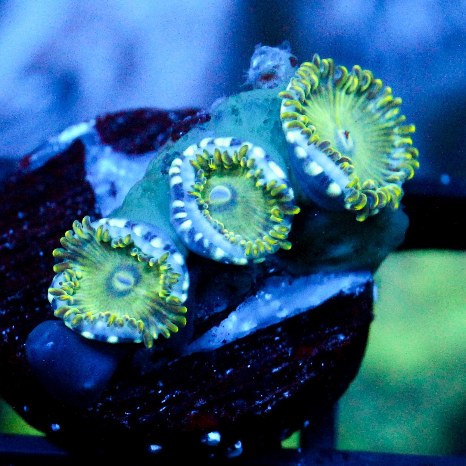 JC Lady Liberty Zoanthid