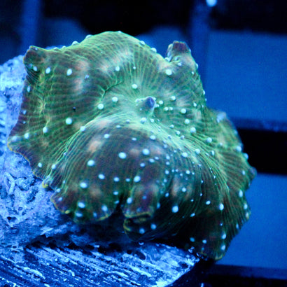 JC Bean Bag Discosoma