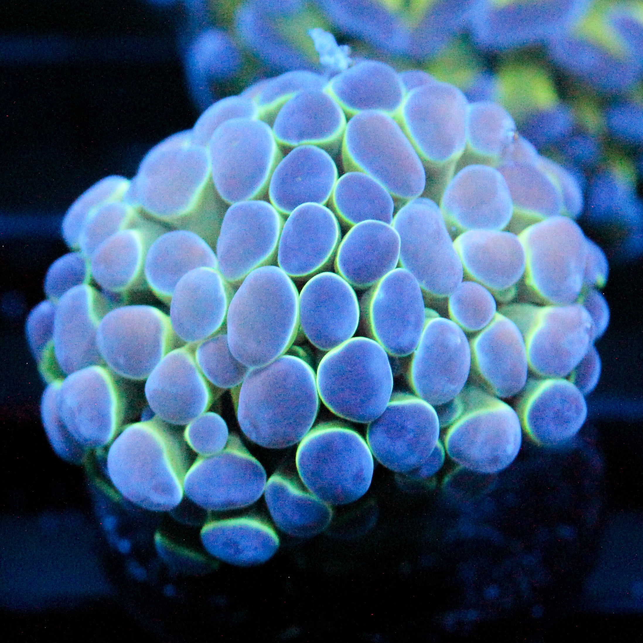 JC Ultra Hologram Hammer