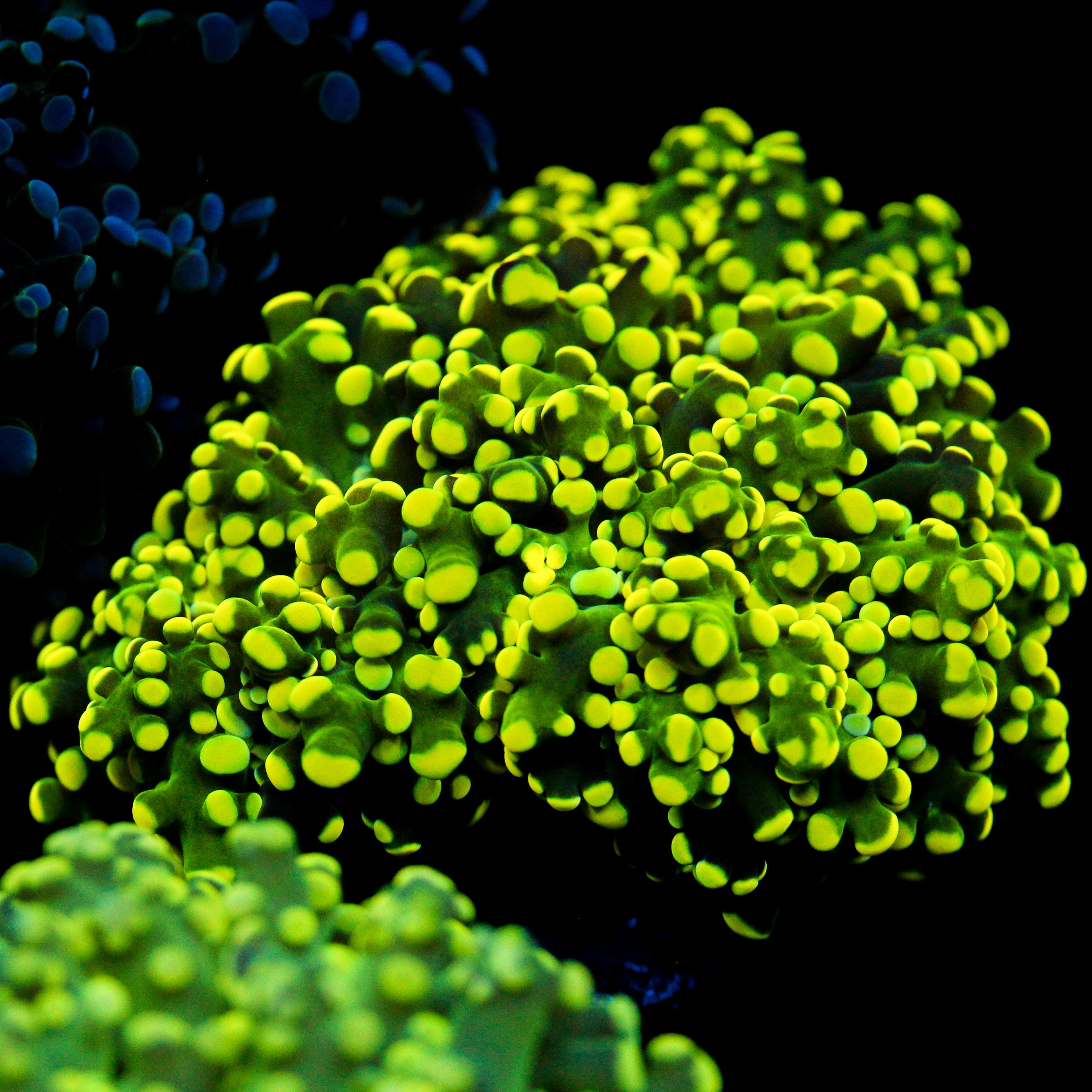 JC Neon Yellow Octo