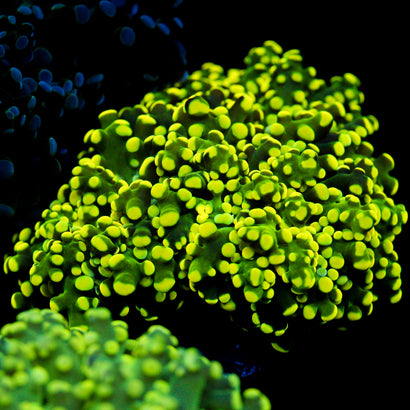 JC Neon Yellow Octo