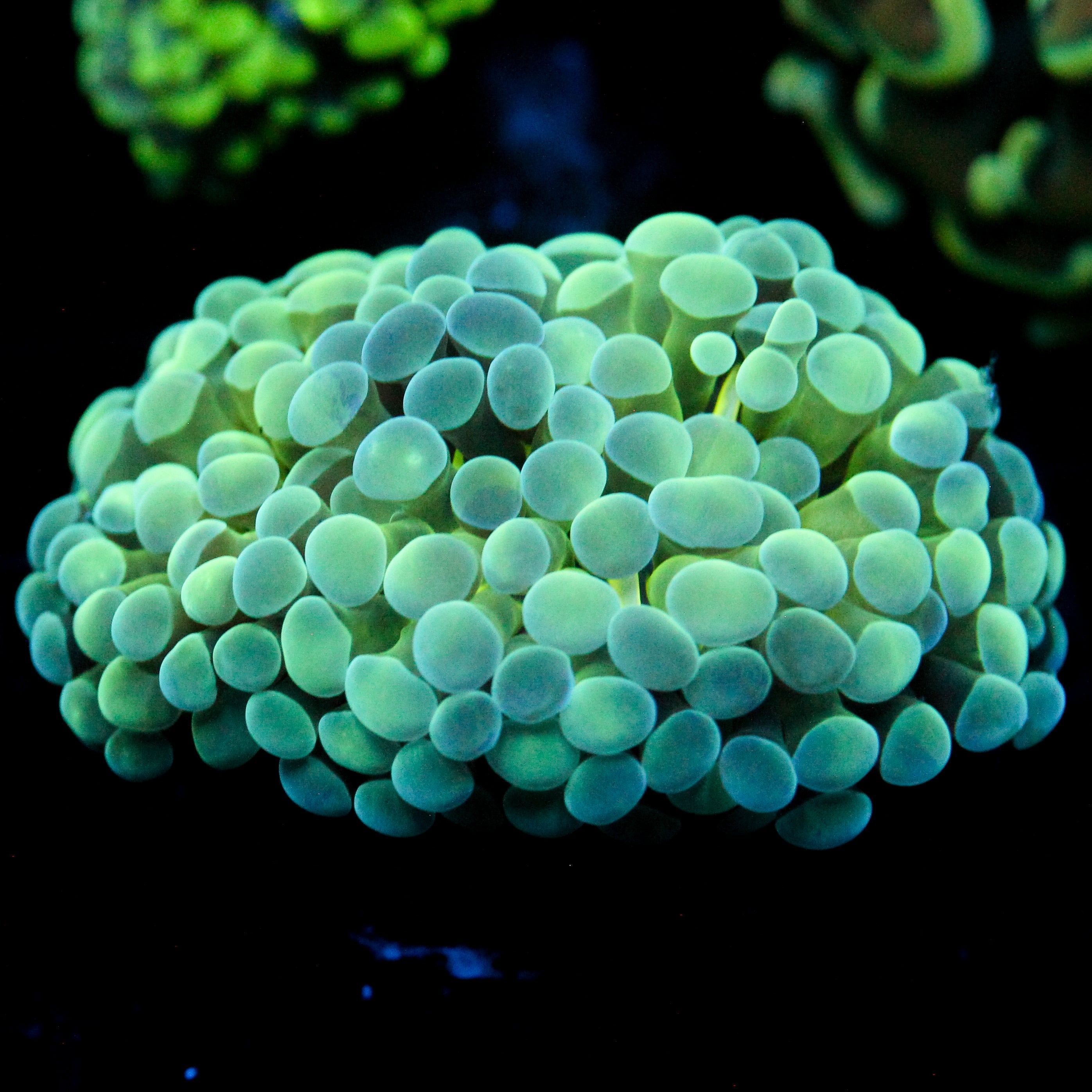 JC Seafoam Frammer