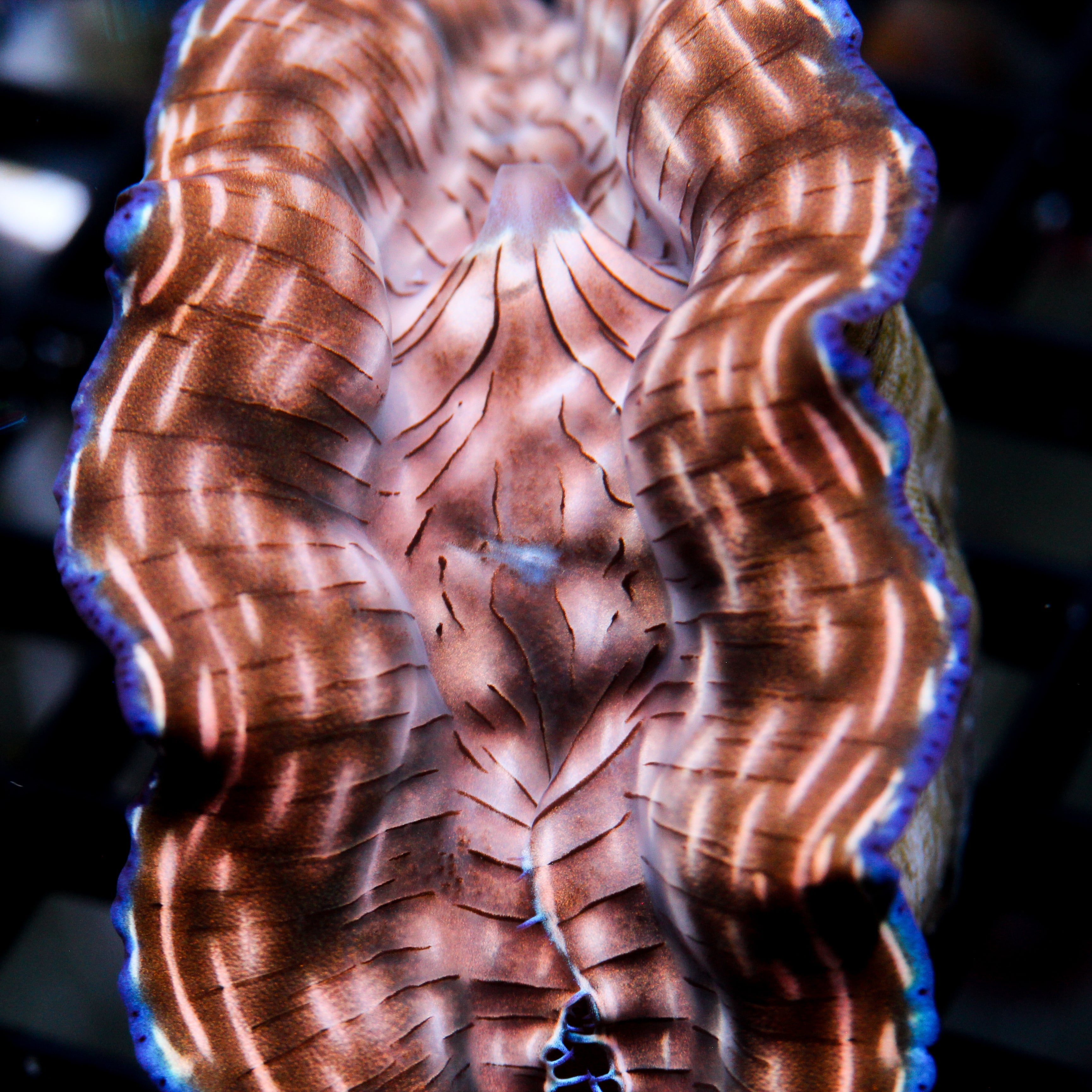 Biota Camo Deresa