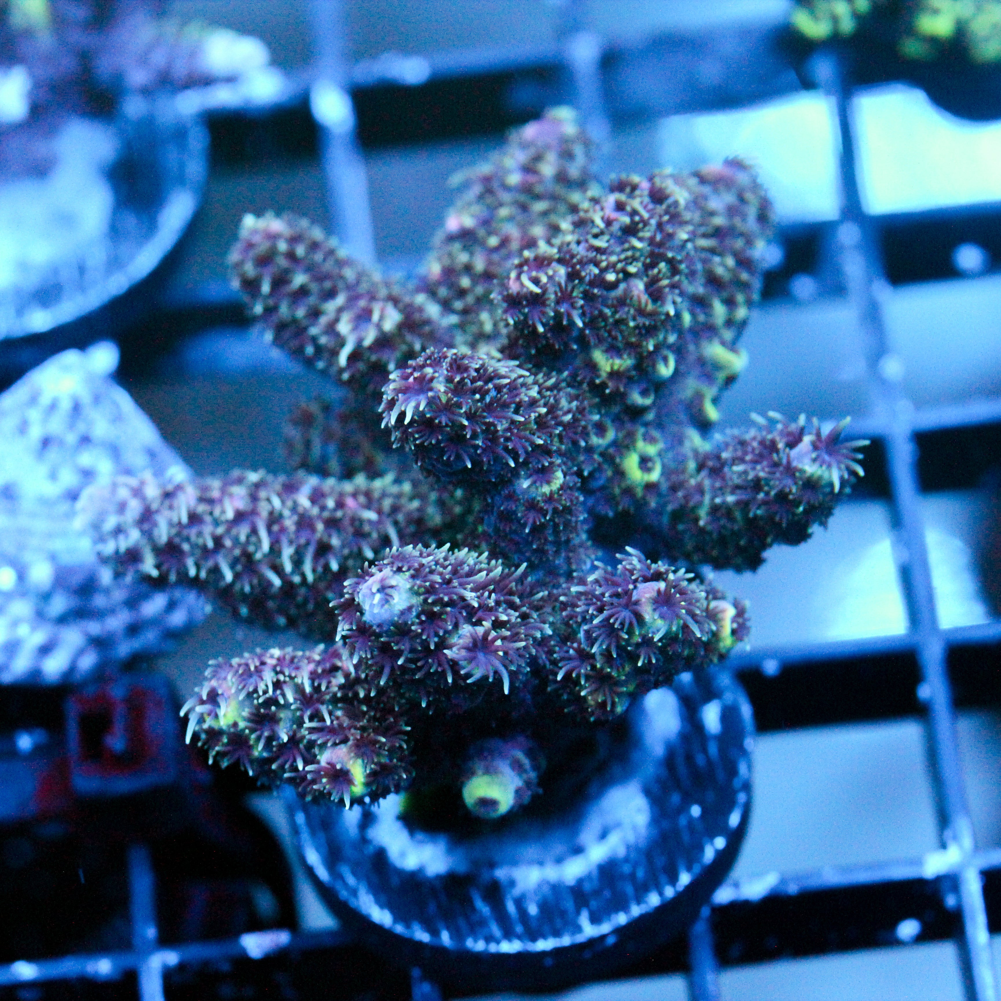 JC Purple Monster
