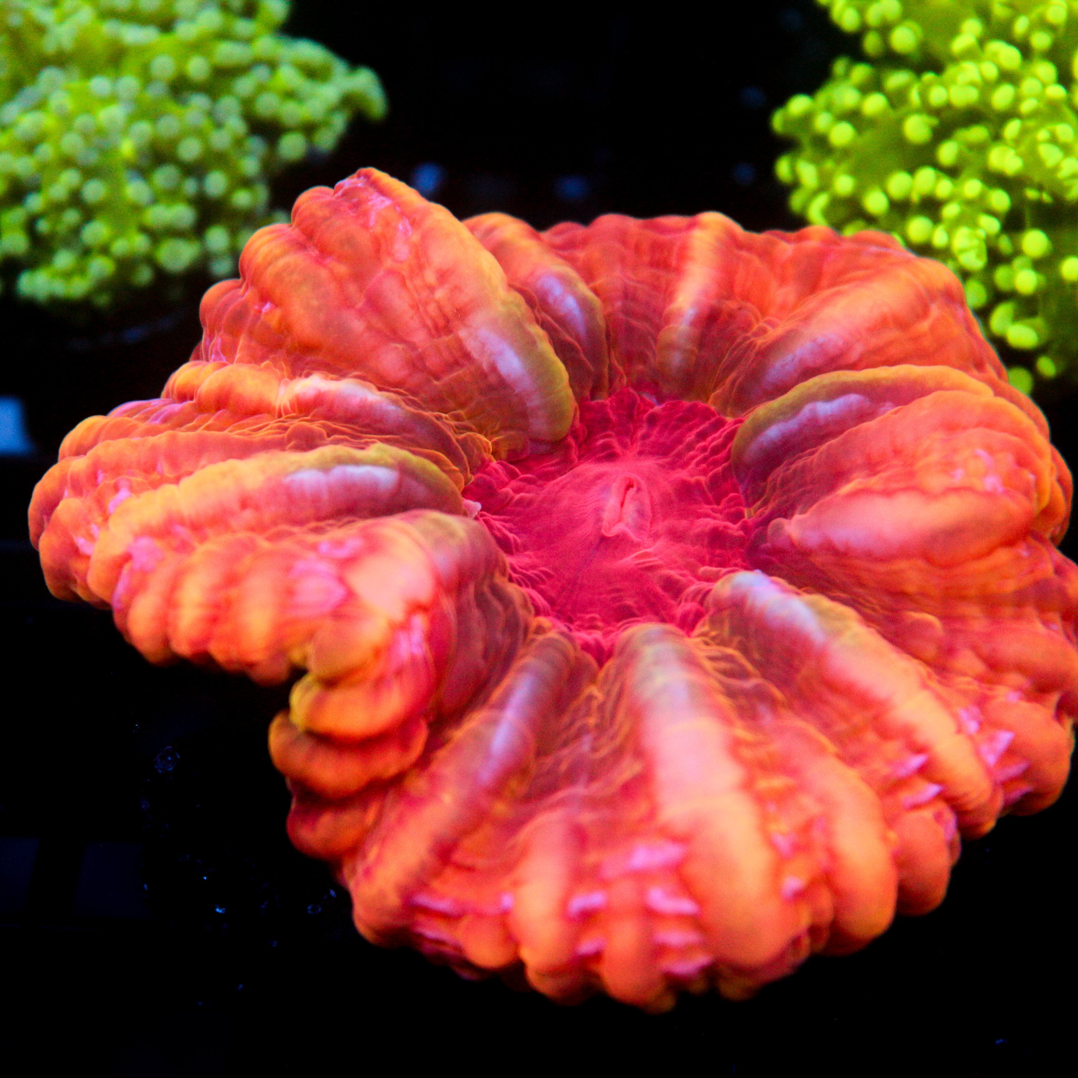 JC Orange Cream Cynarina