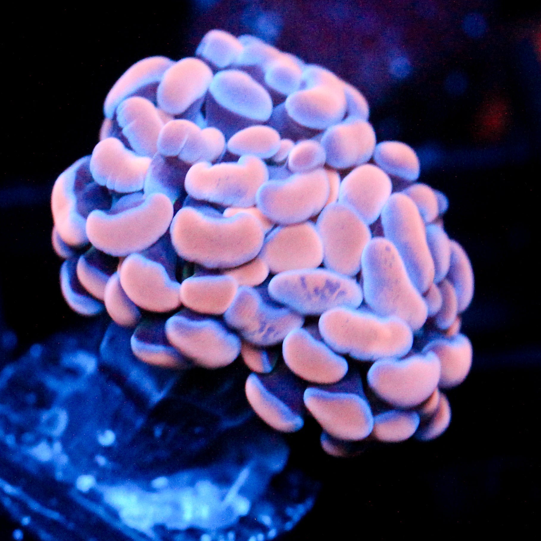 JC Orange Splatter Hammer