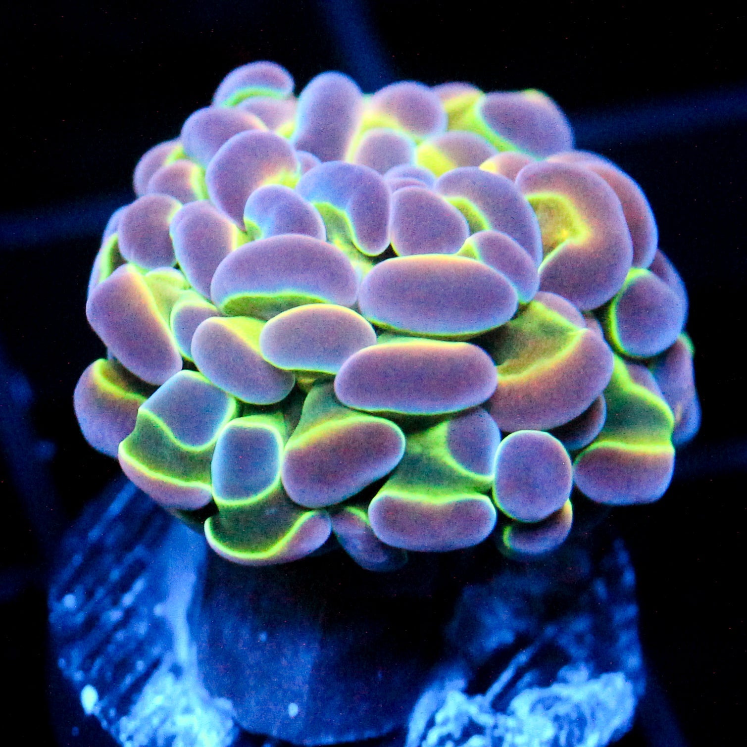 JC Ultra Hologram Hammer
