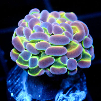 JC Ultra Hologram Hammer