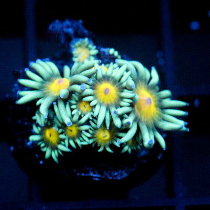 JC Sunflower Goni